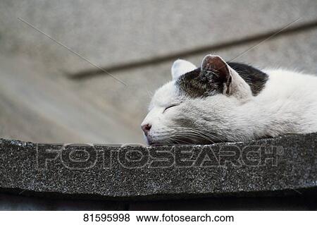 Stray Cat View Large Photo Image Stock Photo - Stray Cat. Fotosearch