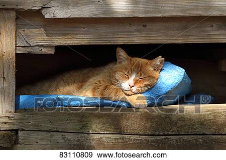 Stray Cat View Large Photo Image Stock Photo - Stray Cat. Fotosearch