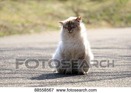 Stock Photo - Stray Cat. Fotosearch