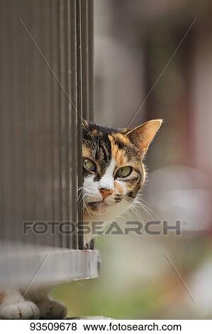Stock Photo - Stray Cat. Fotosearch