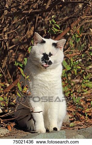 Stray Cat View Large Photo Image Stock Photograph - Stray Cat. Fotosearch