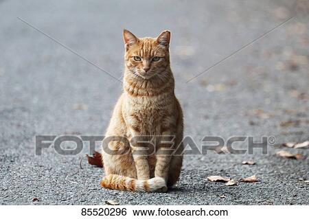 Stray Cat View Large Photo Image Stock Photograph - Stray Cat. Fotosearch