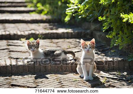 Stray Cats View Large Photo Image Picture - Stray Cats. Fotosearch