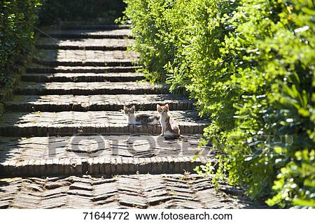 Stock Image - Stray Cats. Fotosearch