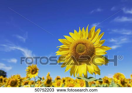 Sunflower field View Large Photo Image Stock Image - Sunflower field. Fotosearch