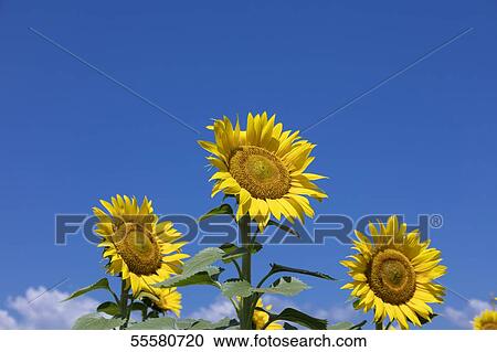 Sunflower field View Large Photo Image Stock Image - Sunflower field. Fotosearch