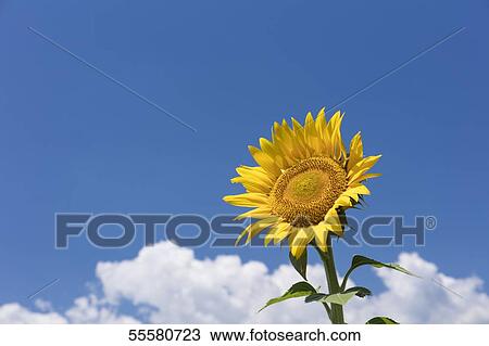 Sunflower field View Large Photo Image Stock Image - Sunflower field. Fotosearch