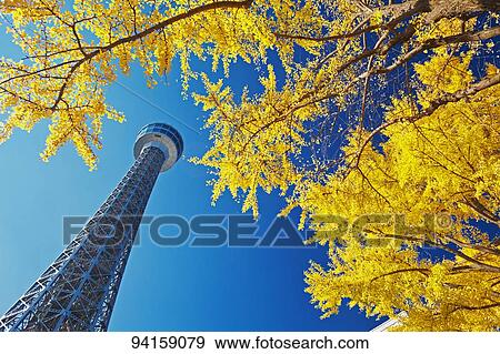Stock Photo - Tokyo Skytree and Autumn leaves. Fotosearch