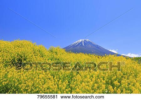 Stock Image - View of Mount Fuji. Fotosearch