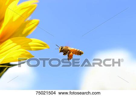 Wasp View Large Photo Image Picture - Wasp. Fotosearch
