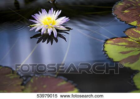 Water Lily View Large Photo Image Stock Photography - Water Lily. Fotosearch
