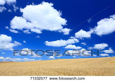 Stock Photo - Wheat field, Hokkaido. Fotosearch