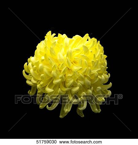 Yellow mum View Large Photo Image Stock Image - Yellow mum. Fotosearch