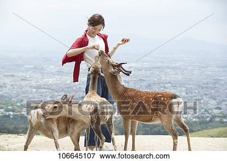 Young Japanese with deer at Nara Park View Large Photo Image Stock Photo - Young Japanese with deer at Nara Park. Fotosearch