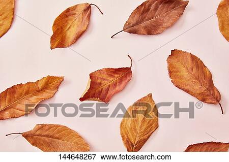 Autumn leaves View Large Photo Image Stock Photo - Autumn leaves. Fotosearch