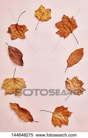 Autumn leaves View Large Photo Image Stock Photography - Autumn leaves. Fotosearch