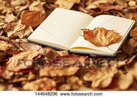 Autumn still life View Large Photo Image Stock Photograph - Autumn still life. Fotosearch