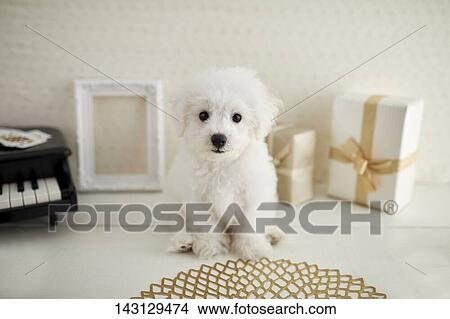 Picture - Bichon Frise puppy. Fotosearch