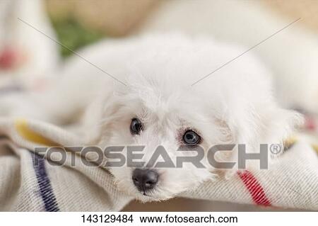 Bichon Frise puppy View Large Photo Image Picture - Bichon Frise puppy. Fotosearch
