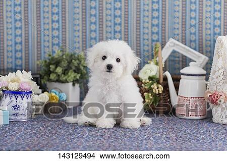 Picture - Bichon Frise puppy. Fotosearch
