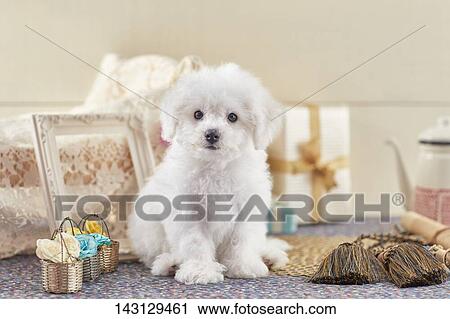 Bichon Frise puppy View Large Photo Image Stock Image - Bichon Frise puppy. Fotosearch
