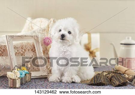 Bichon Frise puppy View Large Photo Image Stock Image - Bichon Frise puppy. Fotosearch