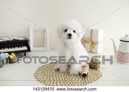 Bichon Frise puppy View Large Photo Image Stock Image - Bichon Frise puppy. Fotosearch