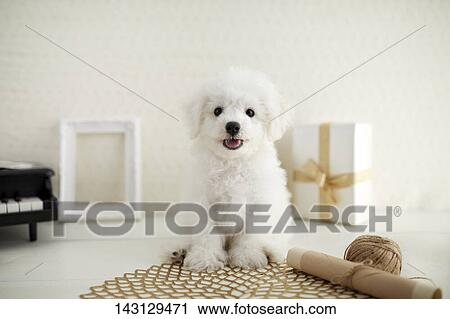 Stock Image - Bichon Frise puppy. Fotosearch