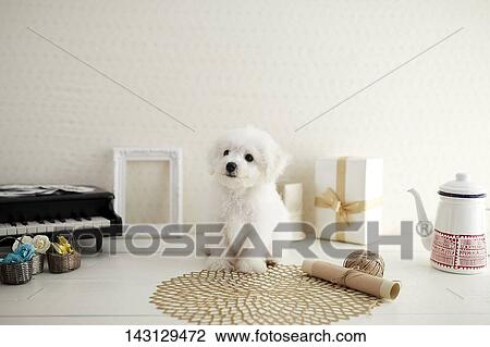 Stock Image - Bichon Frise puppy. Fotosearch