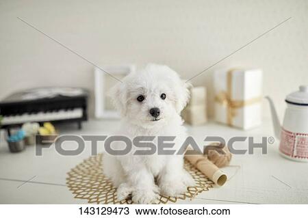 Bichon Frise puppy View Large Photo Image Stock Image - Bichon Frise puppy. Fotosearch