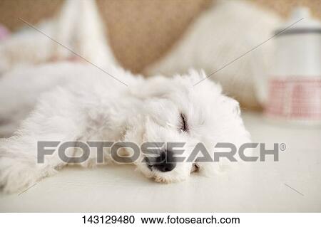 Stock Image - Bichon Frise puppy. Fotosearch