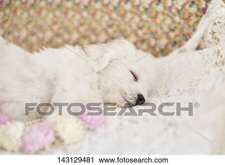 Stock Image - Bichon Frise puppy. Fotosearch