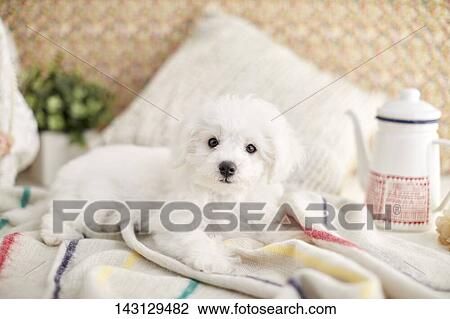 Bichon Frise puppy View Large Photo Image Stock Image - Bichon Frise puppy. Fotosearch