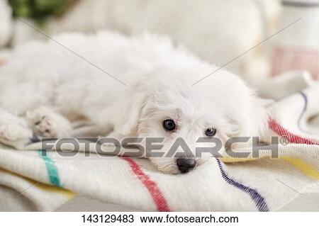 Bichon Frise puppy View Large Photo Image Stock Image - Bichon Frise puppy. Fotosearch