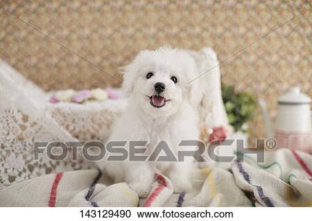 Bichon Frise puppy View Large Photo Image Stock Image - Bichon Frise puppy. Fotosearch