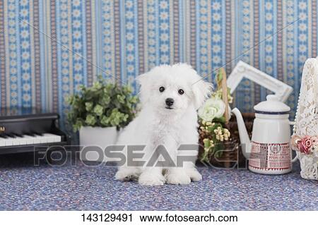 Bichon Frise puppy View Large Photo Image Stock Image - Bichon Frise puppy. Fotosearch