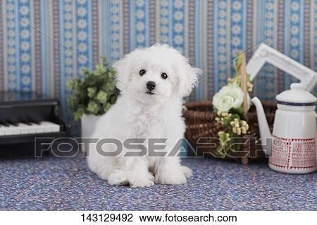Bichon Frise puppy View Large Photo Image Stock Image - Bichon Frise puppy. Fotosearch
