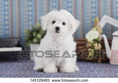 Bichon Frise puppy View Large Photo Image Stock Image - Bichon Frise puppy. Fotosearch