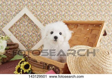 Stock Image - Bichon Frise puppy. Fotosearch