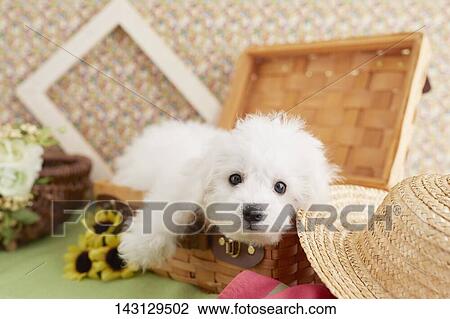 Stock Image - Bichon Frise puppy. Fotosearch