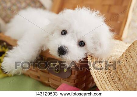 Bichon Frise puppy View Large Photo Image Stock Image - Bichon Frise puppy. Fotosearch