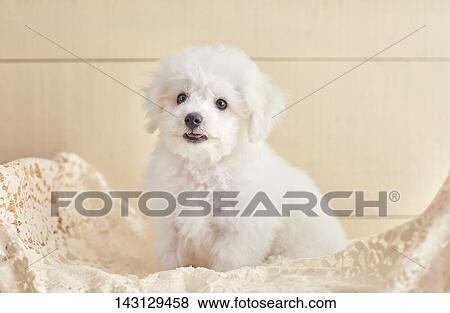 Stock Photo - Bichon Frise puppy. Fotosearch
