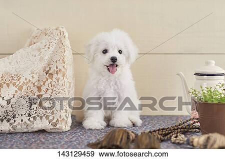 Stock Photo - Bichon Frise puppy. Fotosearch