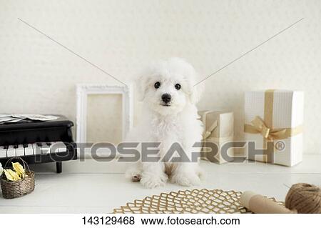 Bichon Frise puppy View Large Photo Image Stock Photo - Bichon Frise puppy. Fotosearch