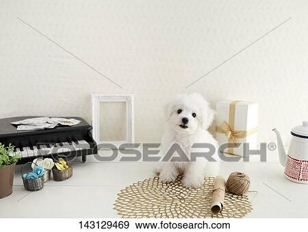 Stock Photo - Bichon Frise puppy. Fotosearch