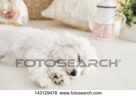 Bichon Frise puppy View Large Photo Image Stock Photo - Bichon Frise puppy. Fotosearch