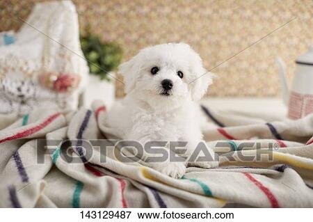 Bichon Frise puppy View Large Photo Image Stock Photo - Bichon Frise puppy. Fotosearch