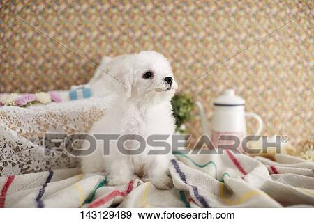 Bichon Frise puppy View Large Photo Image Stock Photo - Bichon Frise puppy. Fotosearch