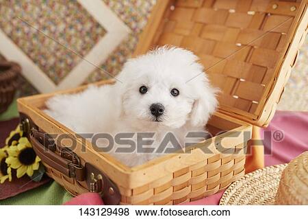 Stock Photo - Bichon Frise puppy. Fotosearch