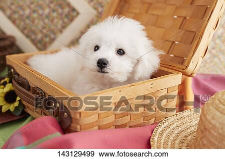 Bichon Frise puppy View Large Photo Image Stock Photo - Bichon Frise puppy. Fotosearch